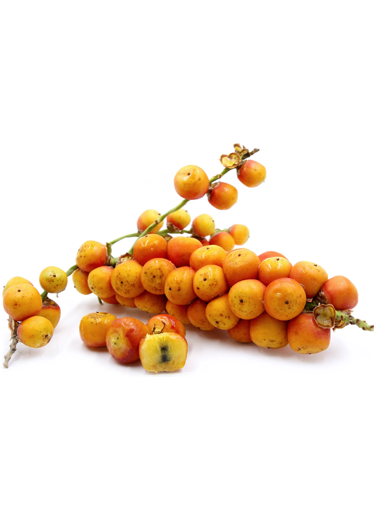 Jelly Palm (Butia Capitata) - Image 3