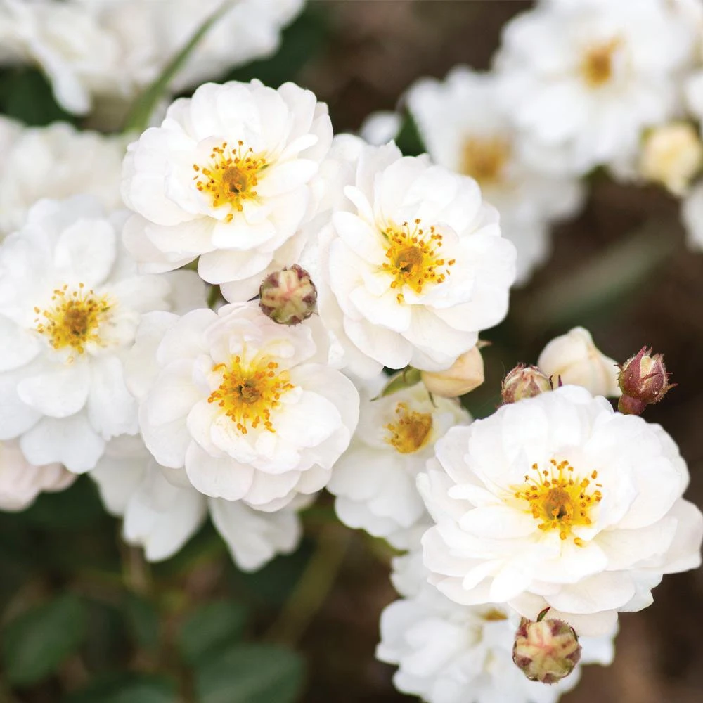 Pretty Polly® White Rose - Image 2