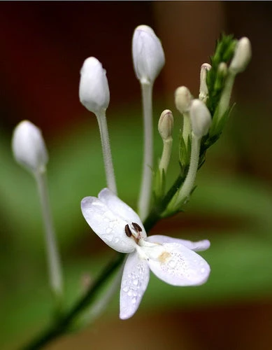 Hoan Ngoc, Xuan-Hoa (Pseuderanthemum Palatiferum) - Image 2