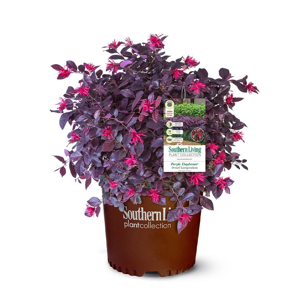 Purple Daydream® Dwarf Loropetalum - Image 6