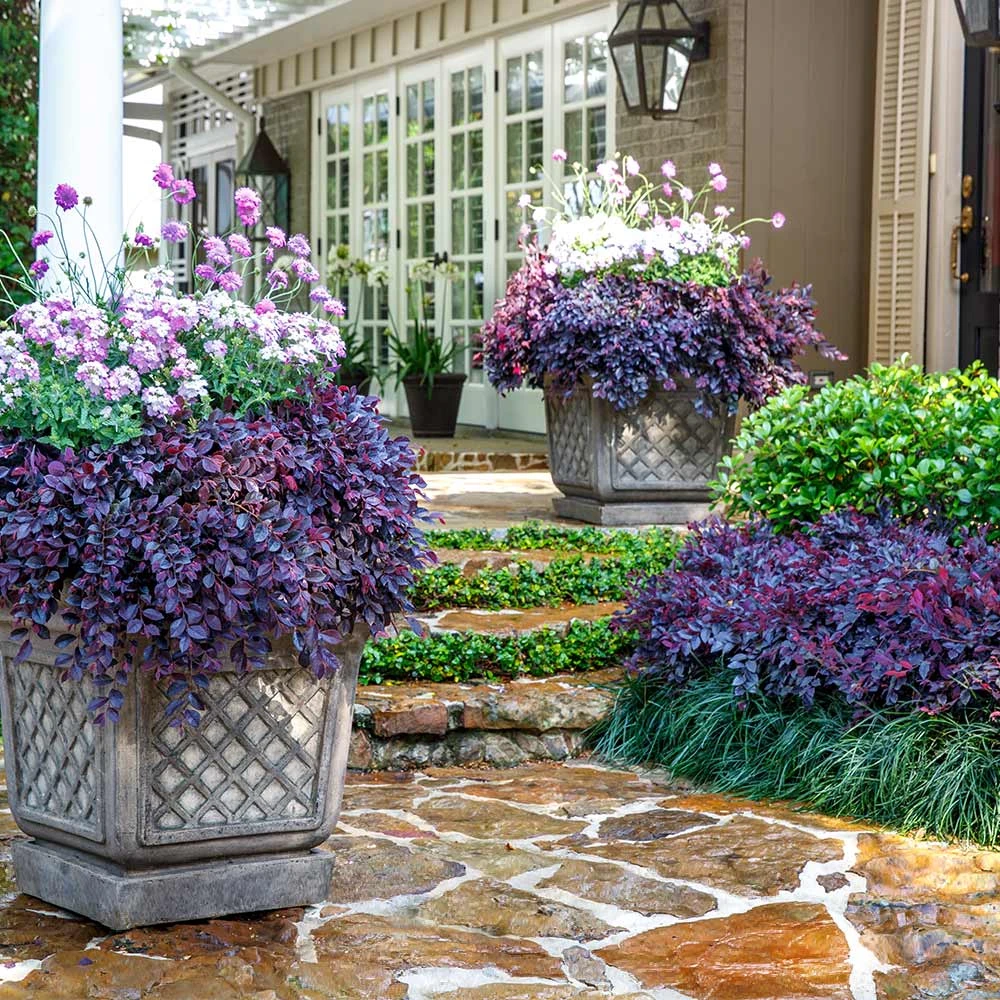 Purple Daydream® Dwarf Loropetalum - Image 2