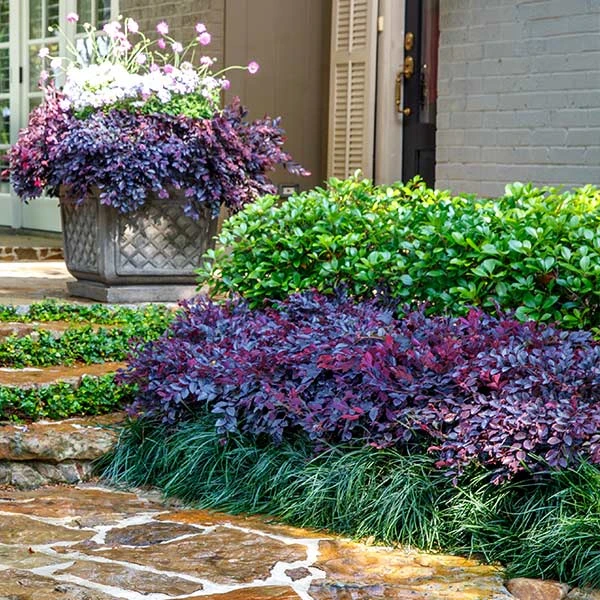Purple Daydream® Dwarf Loropetalum