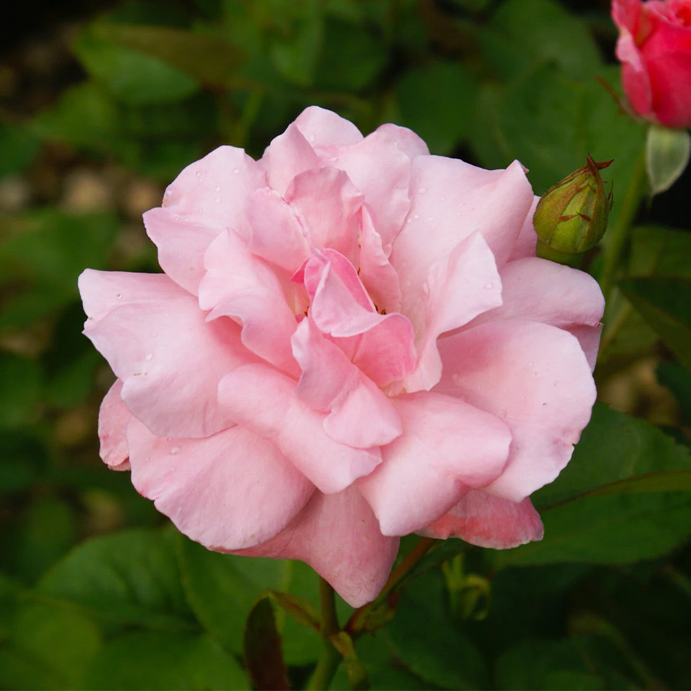 Queen Elizabeth Rose - Image 3