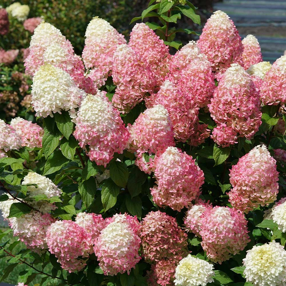 Quick Fire® Hydrangea Tree - Image 2