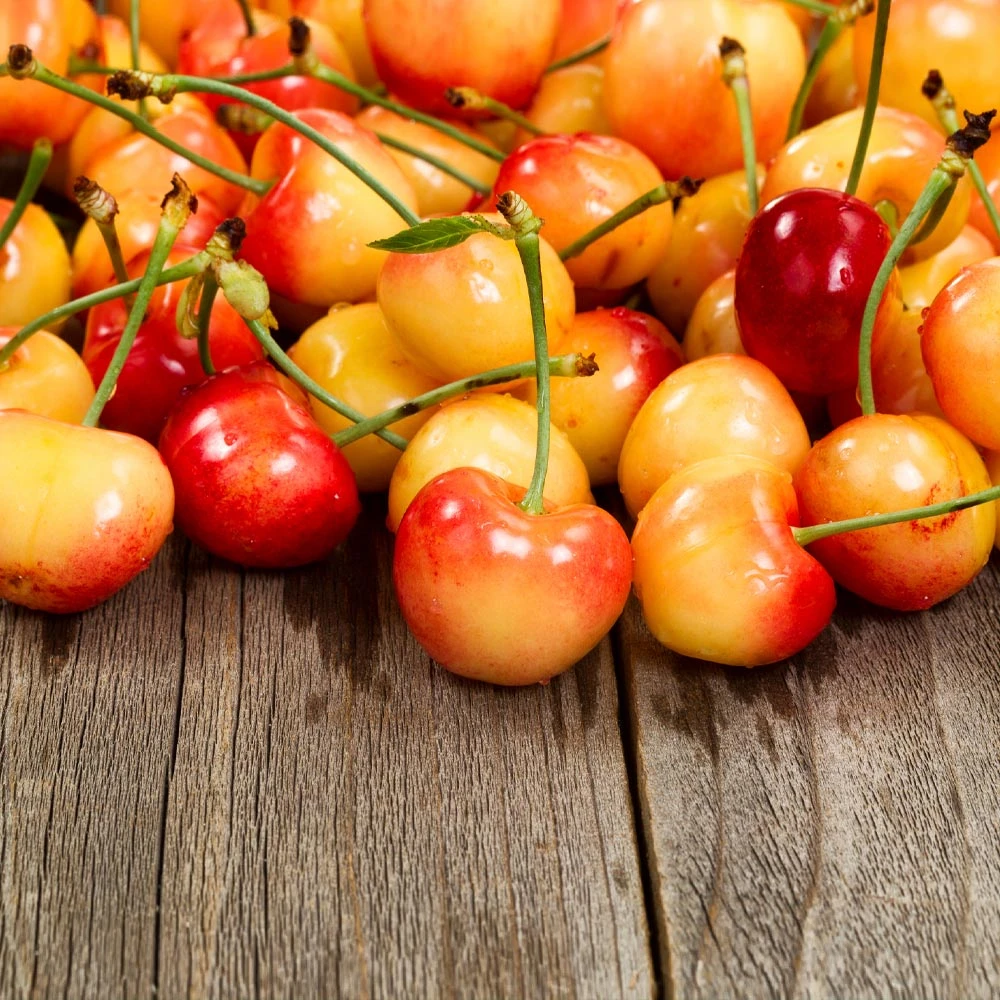 Rainier Cherry Tree - Image 2