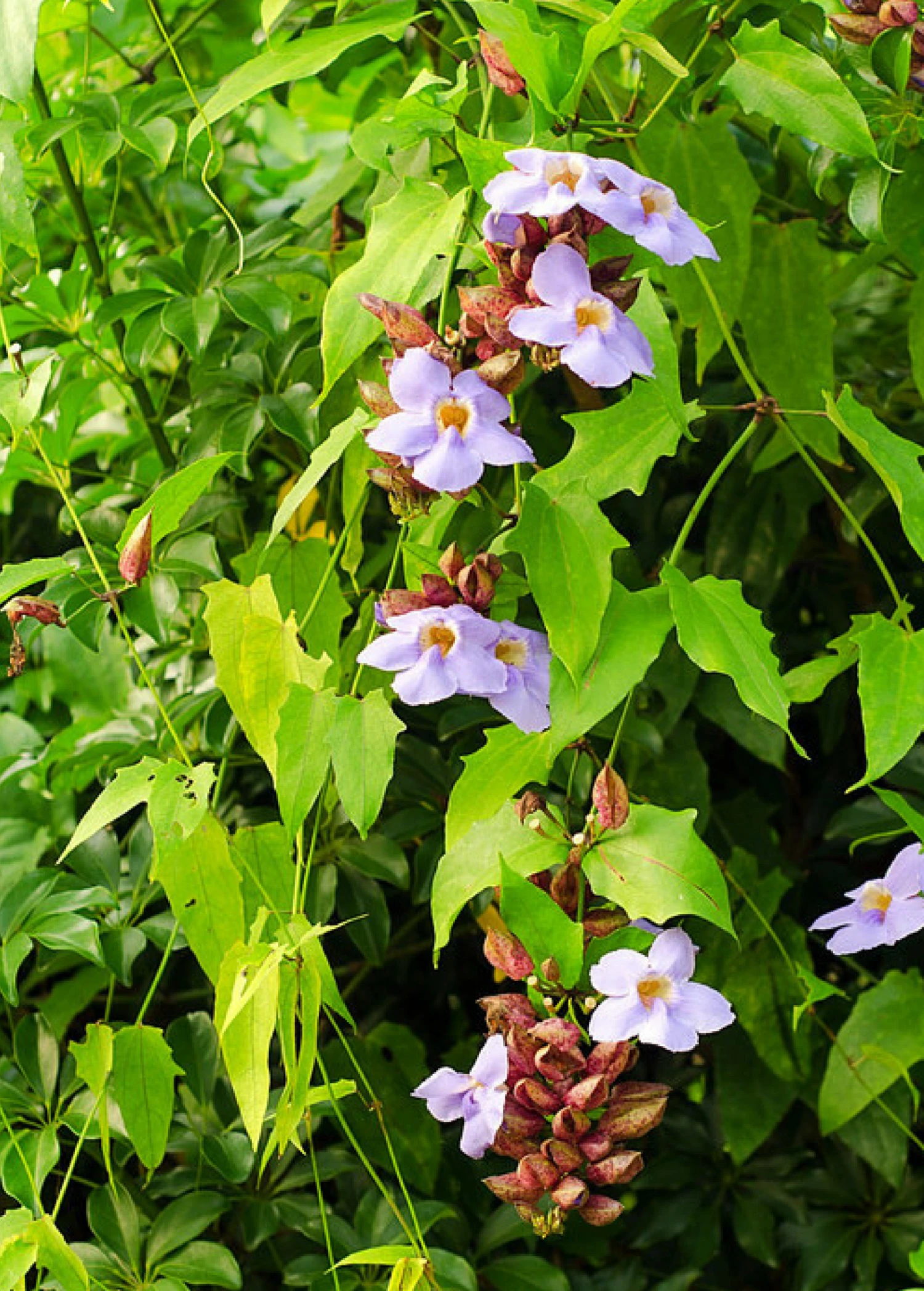 Rang Jued (Thunbergia Laurifolia) - Image 2