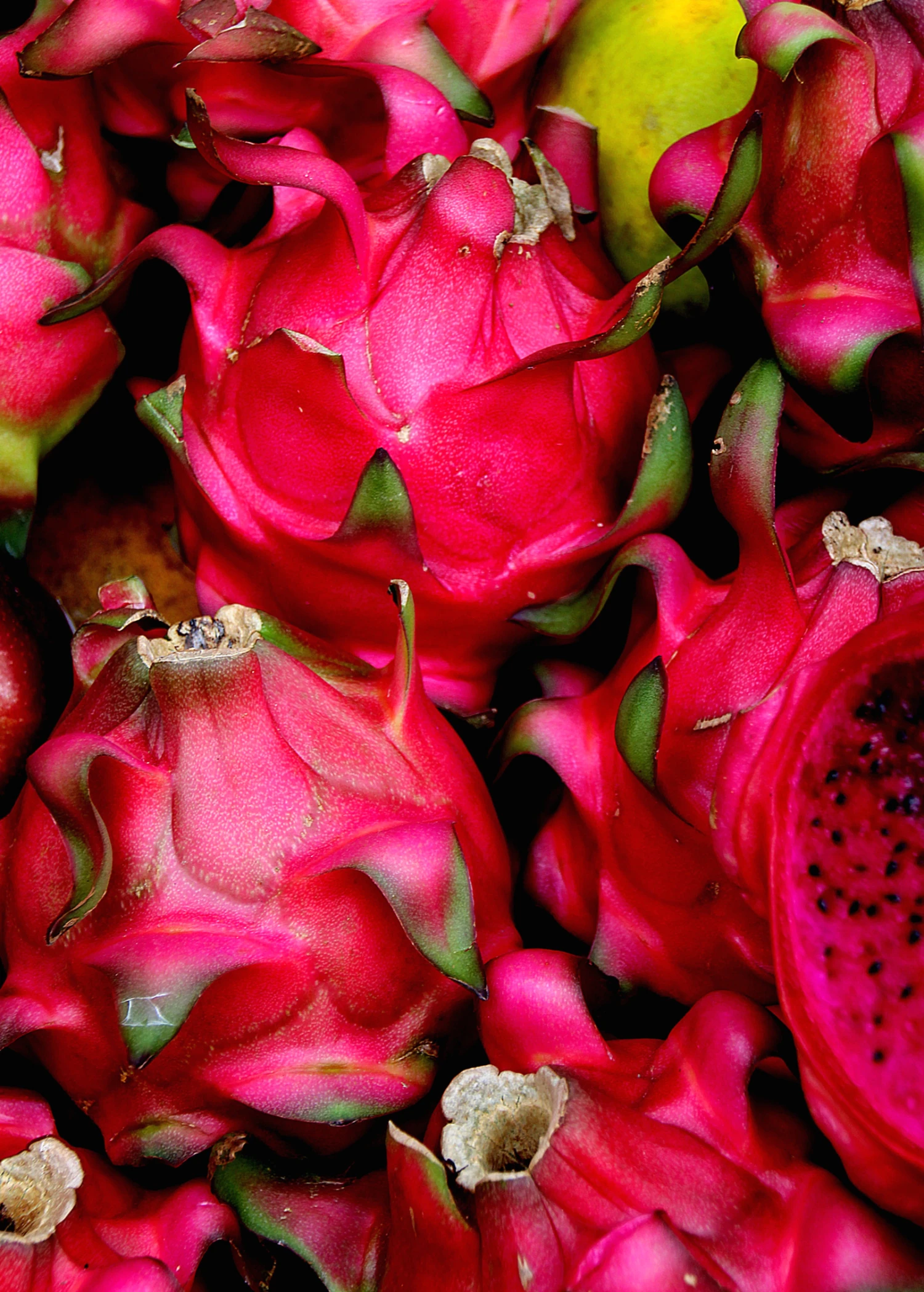 Dragon Fruit, Red 'Tricia' (Hylocereus Polyrhizus) - Image 4