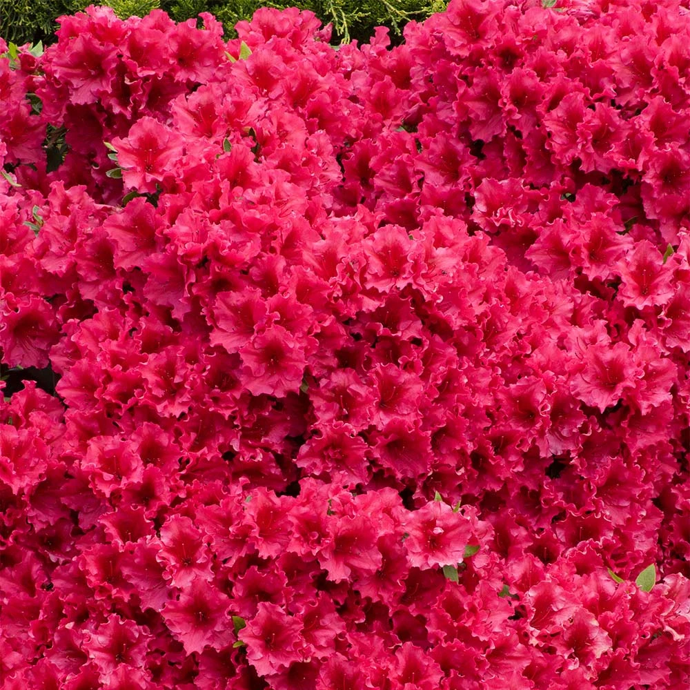 Red Ruffles Azalea Shrub - Image 4