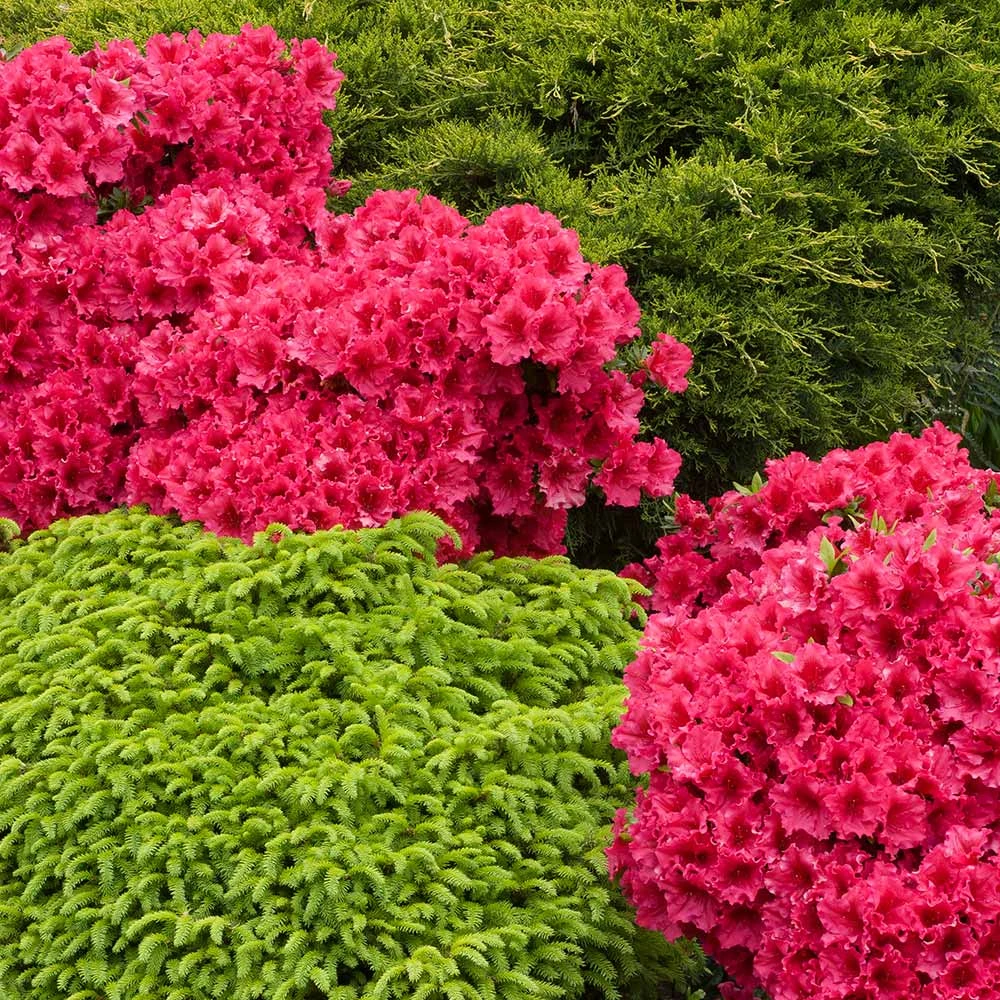 Red Ruffles Azalea Shrub - Image 2