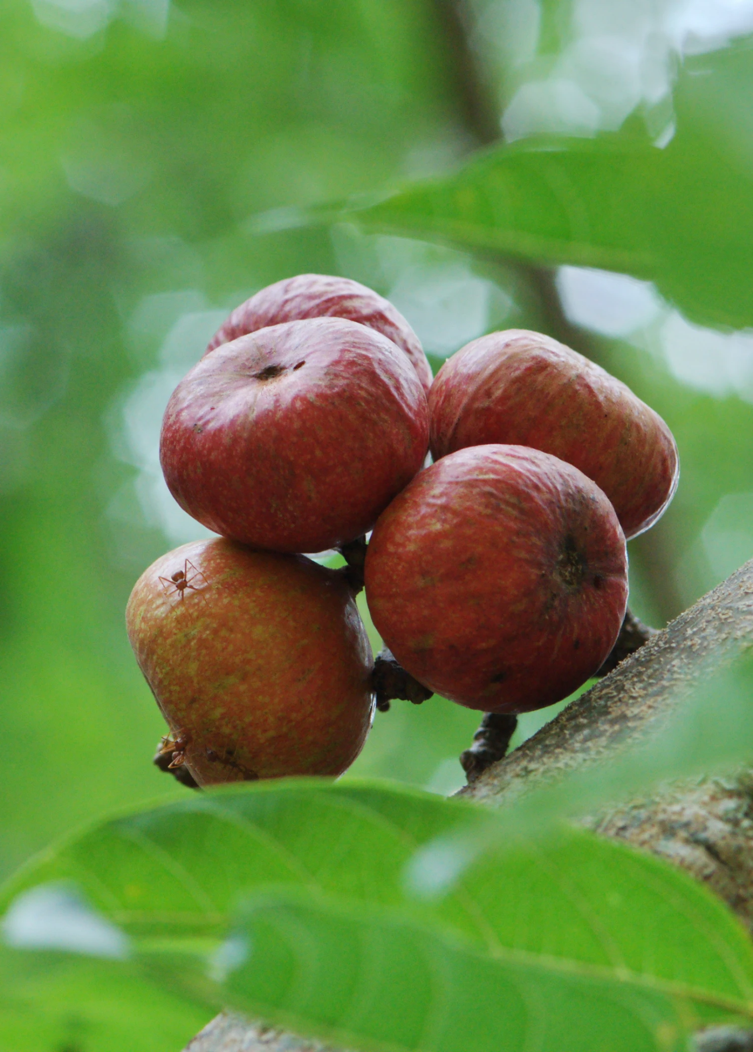 Fig 'Royal Vineyard' (Ficus Carica) - Image 2