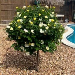 Sunny Knock OutĀ® Rose Tree