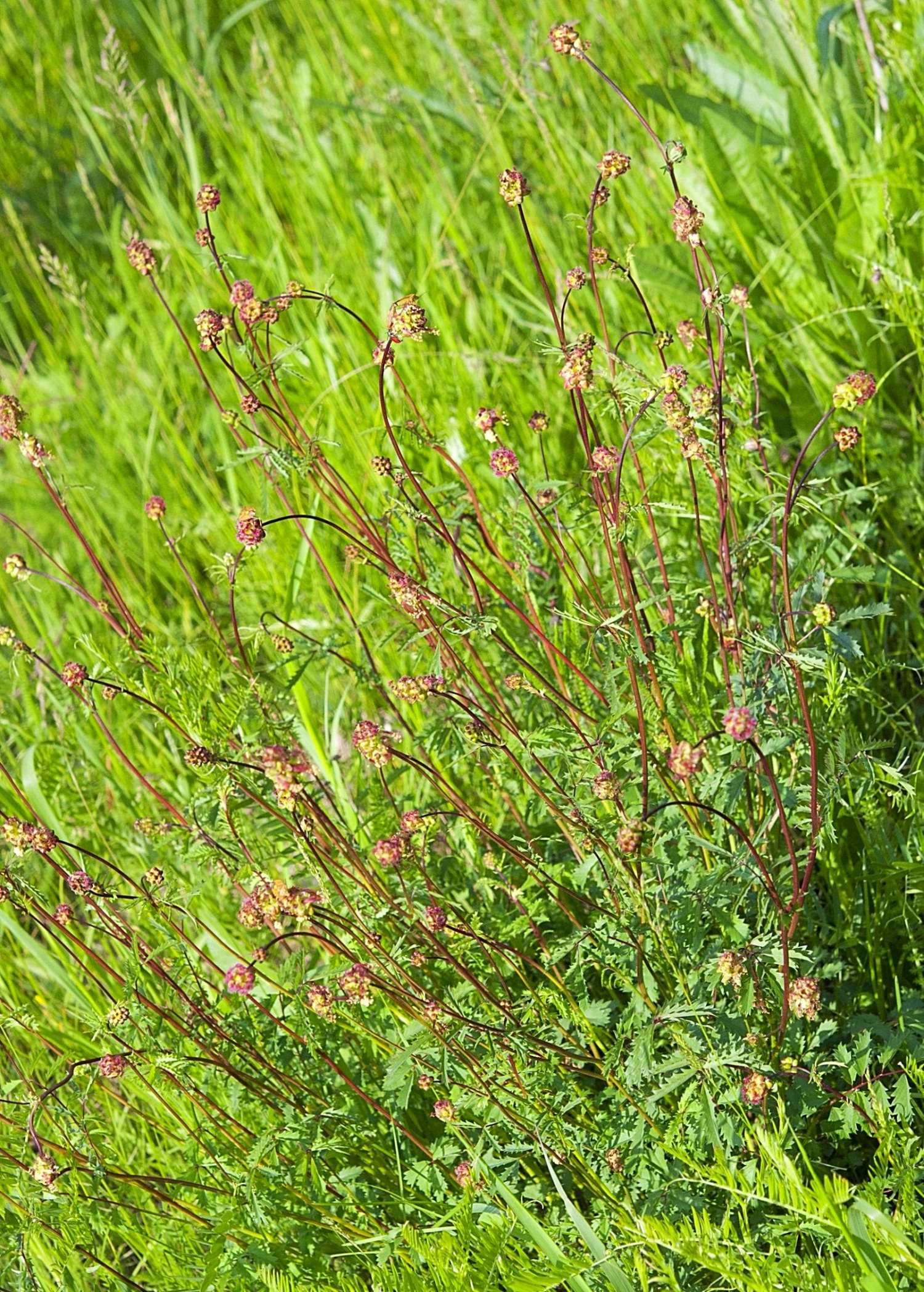 Salad Burnet (Sanguisorba Minor) - Image 3