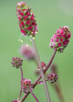 Salad Burnet (Sanguisorba Minor)