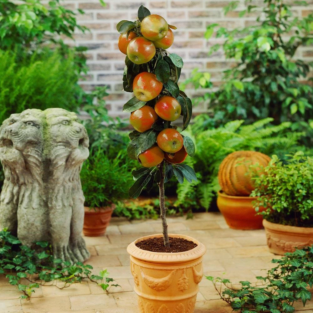 Scarlet Sentinel Columnar Apple Tree - Image 2