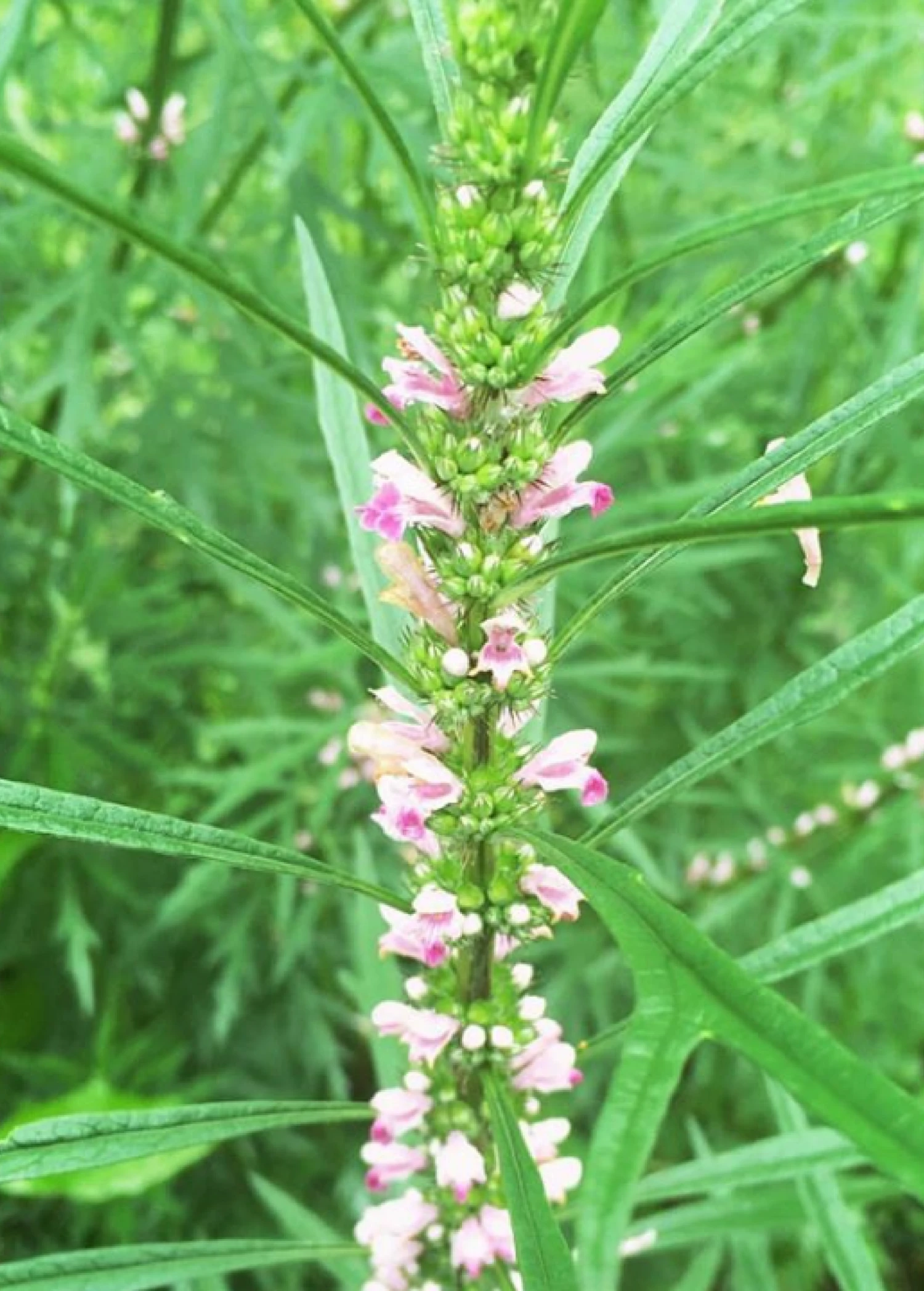 Siberian Motherwort (Leonurus Sibiricus) - Image 3