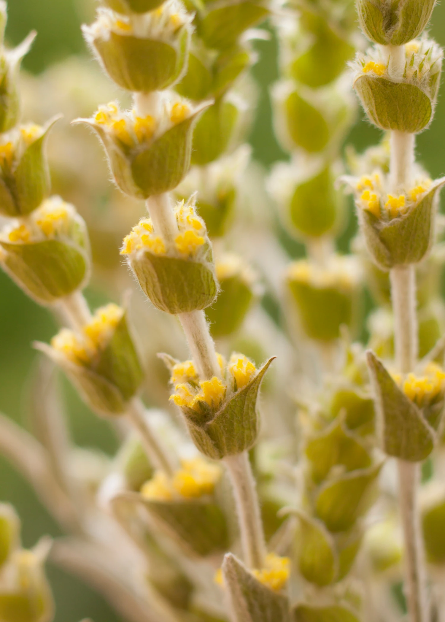 Greek Mountain Tea (Sideritis Scardica) - Image 2