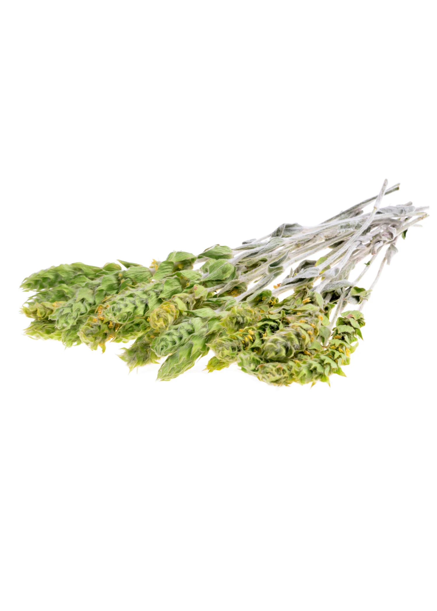 Greek Mountain Tea (Sideritis Scardica) - Image 3