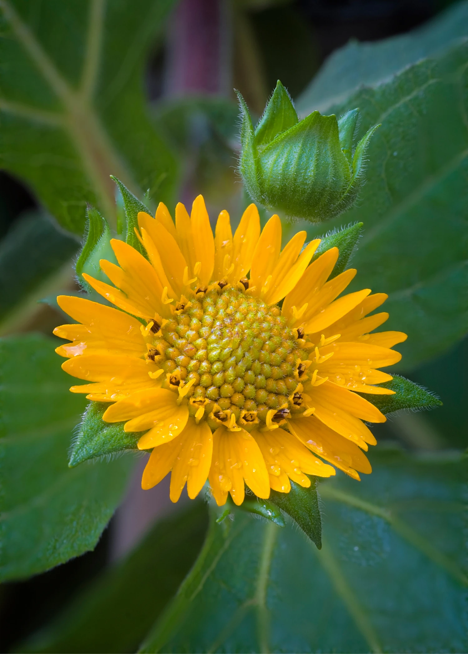 Earth Apple, 'Yellow' (Smallanthus Sonchifolius) - Image 2