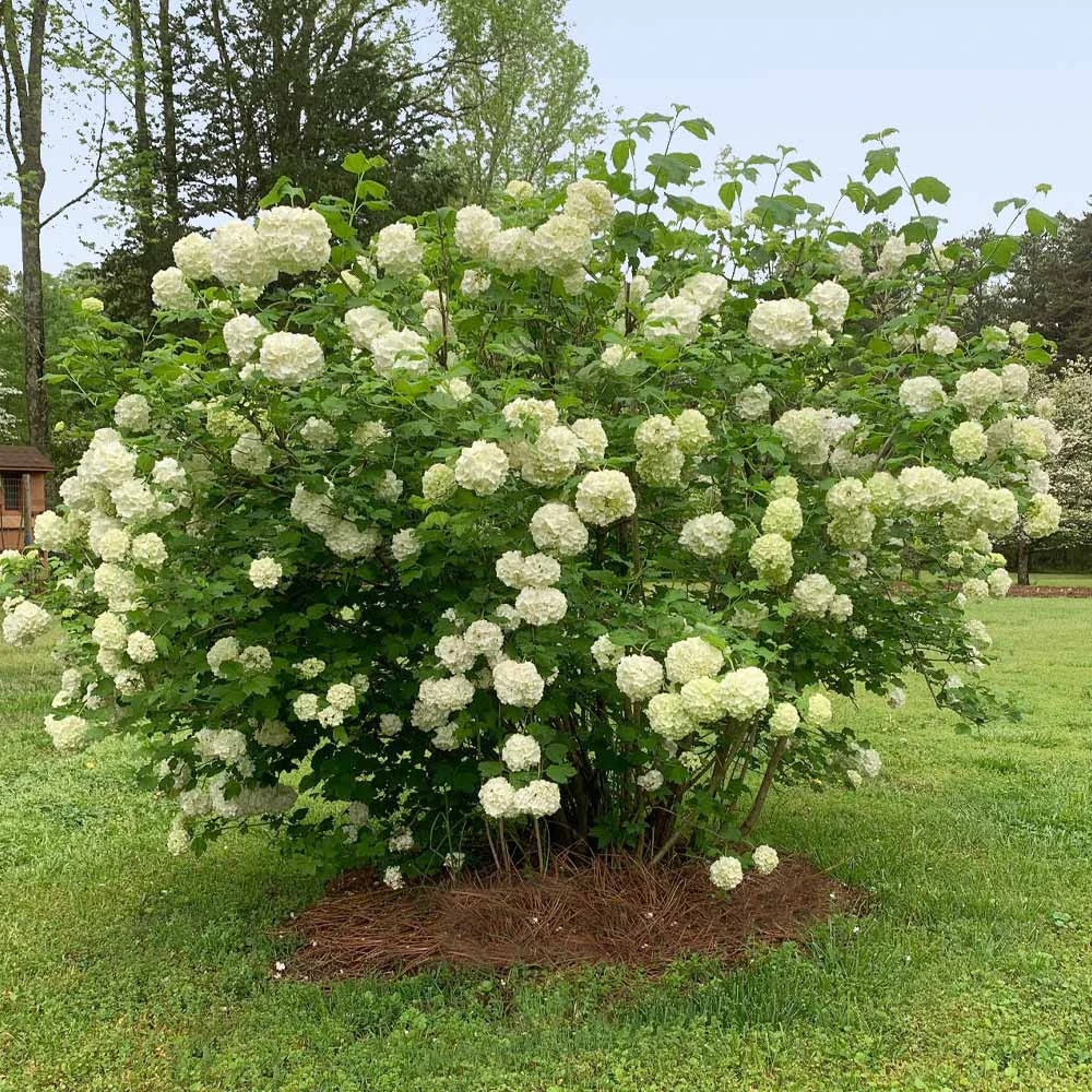 Snowball Bush - Image 5