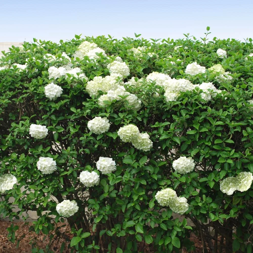 Snowball Bush - Image 4