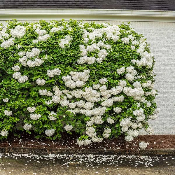 Snowball Bush - Image 2