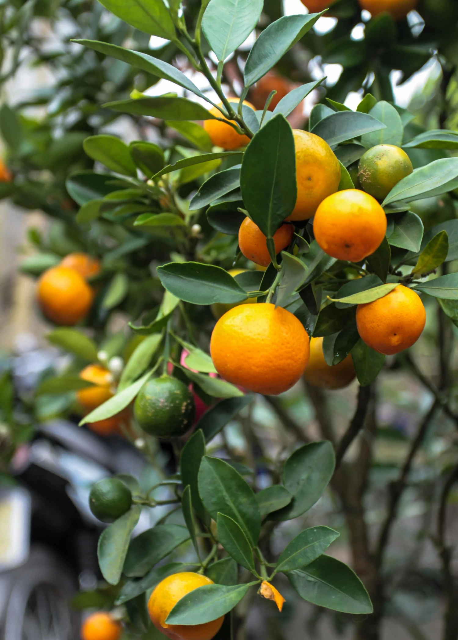 Calamondin (Citrus × Citrofortunella Microcarpa) - Image 3