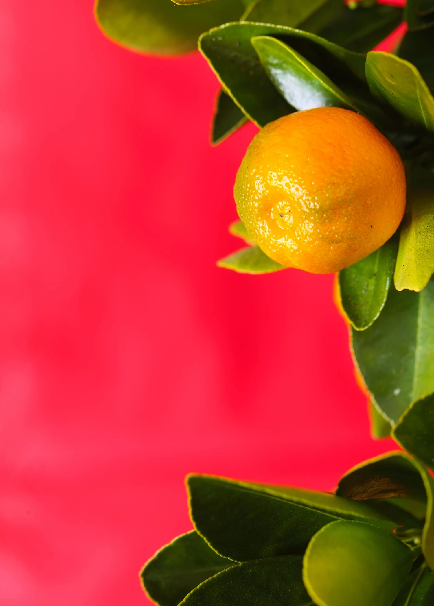 Calamondin (Citrus × Citrofortunella Microcarpa) - Image 2