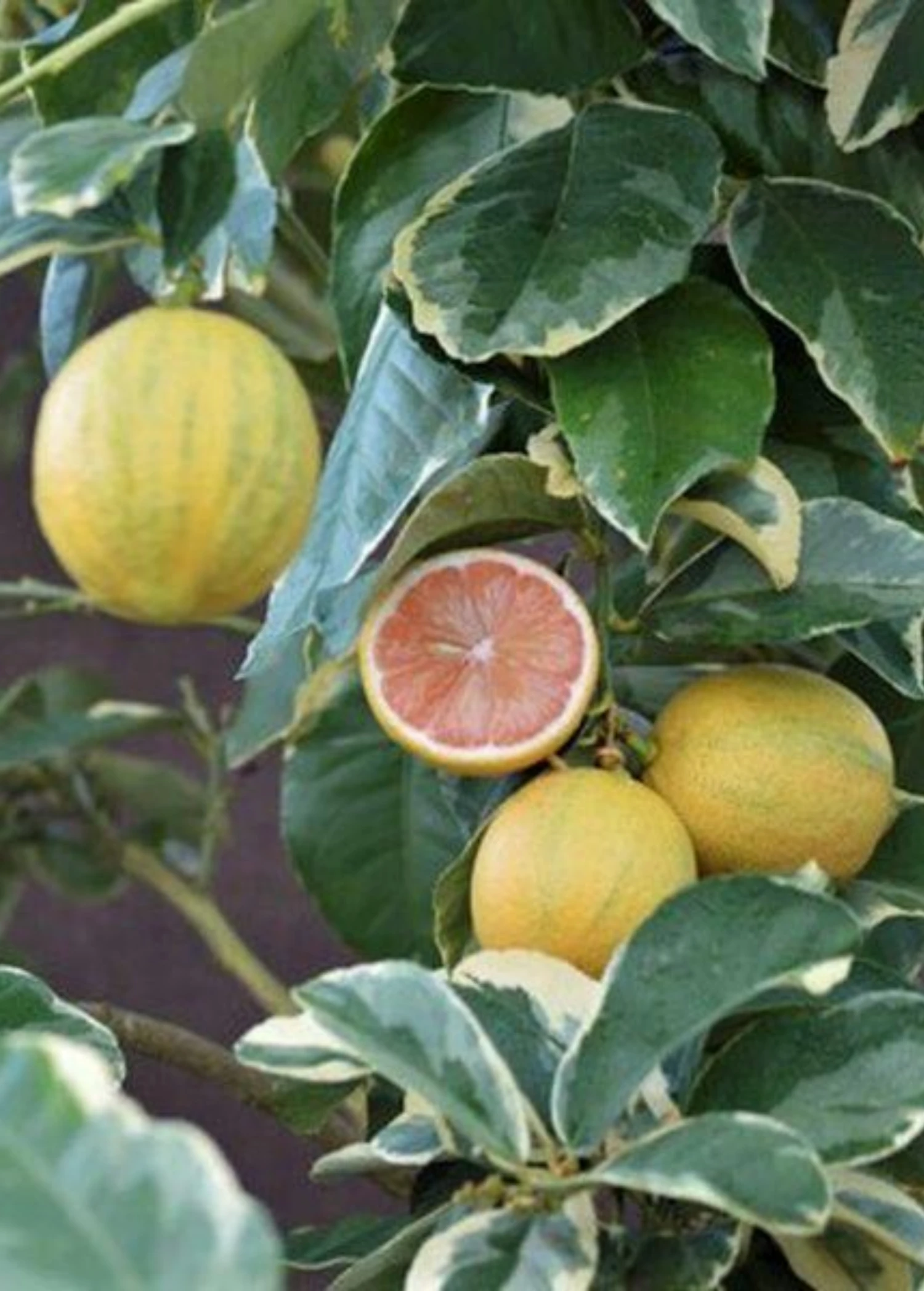 Variegated Pink Lemon (Citrus × Limon) - Image 2