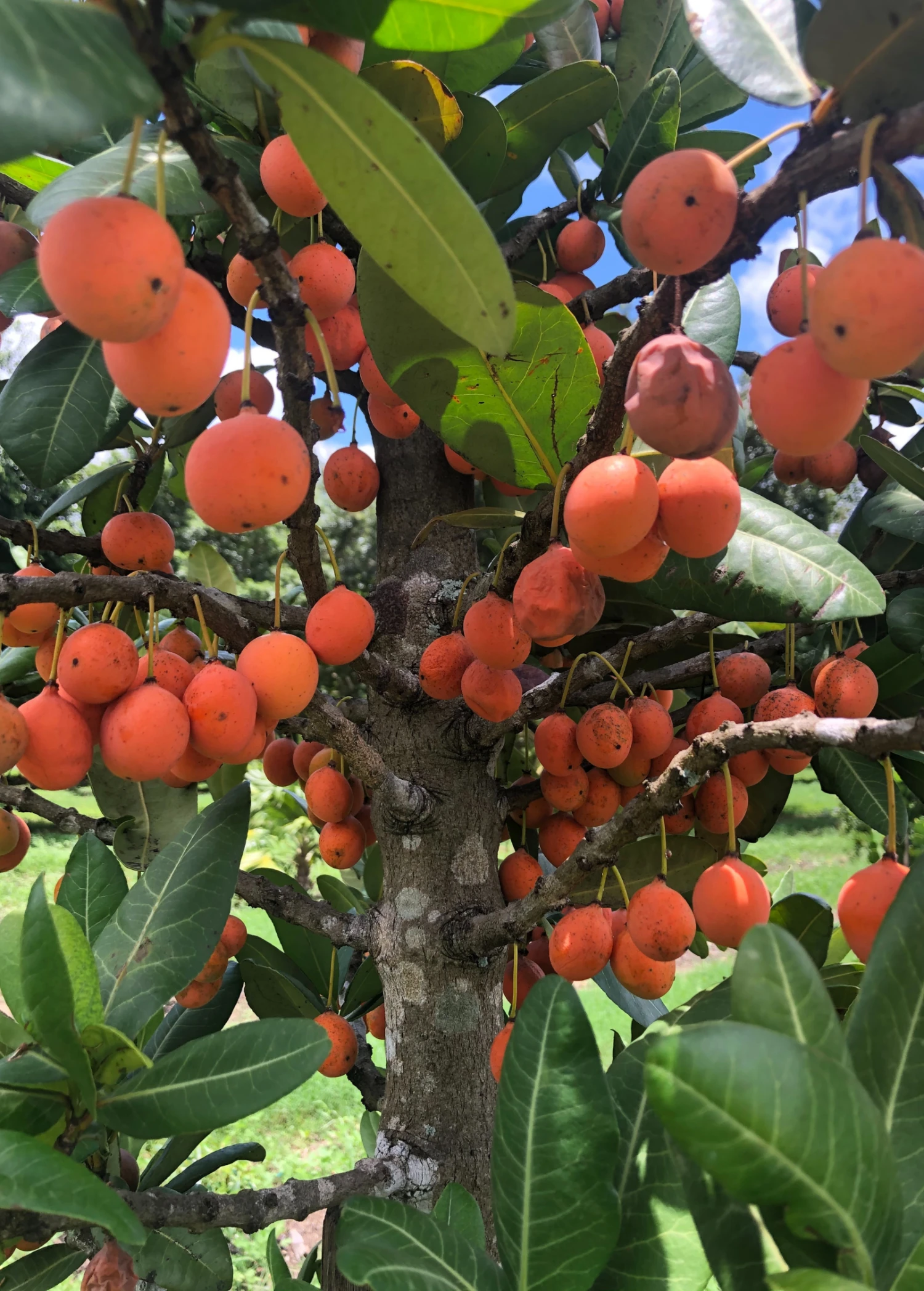 Imbe (Garcinia Livingstonei) - Image 4