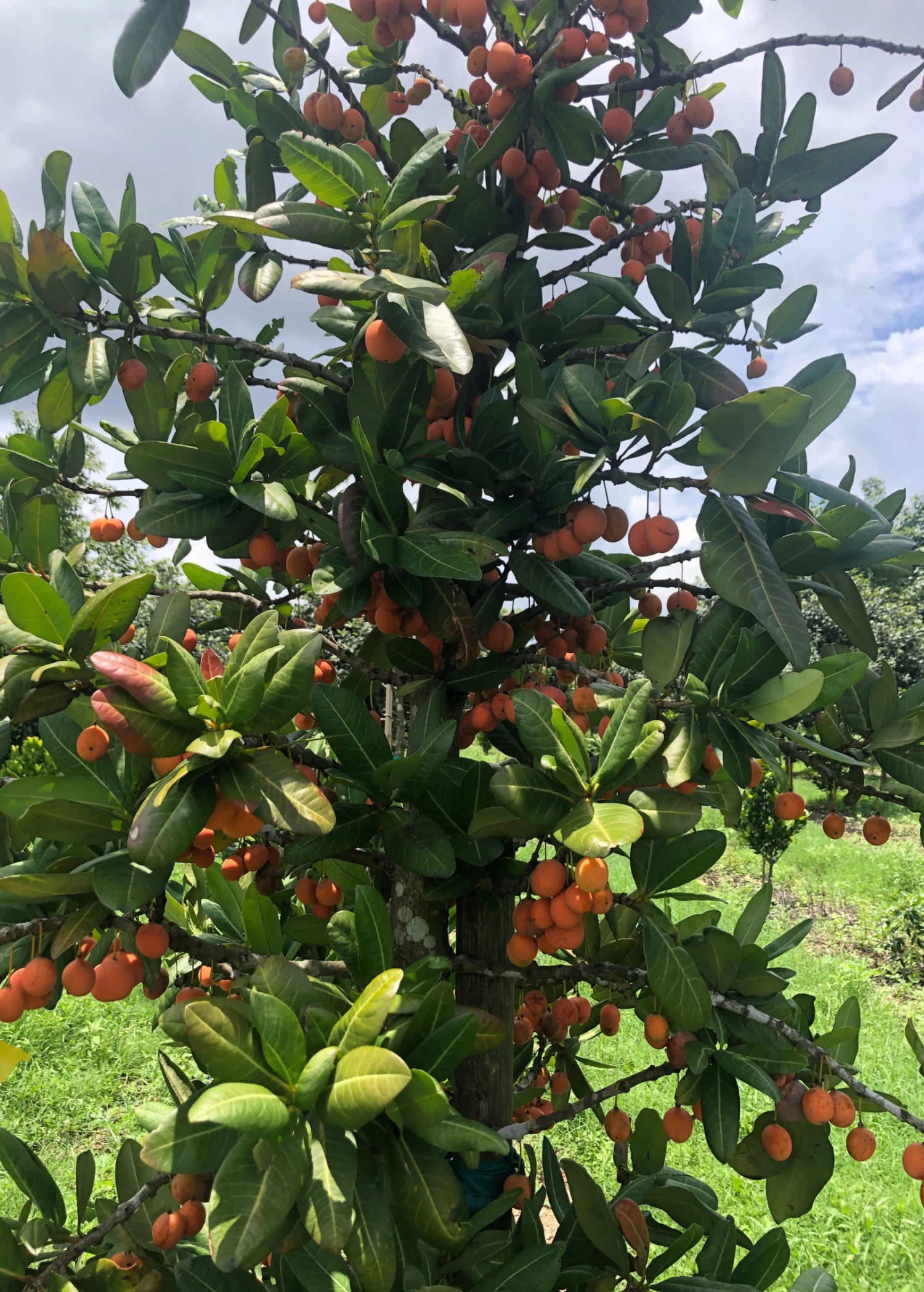 Imbe (Garcinia Livingstonei) - Image 3