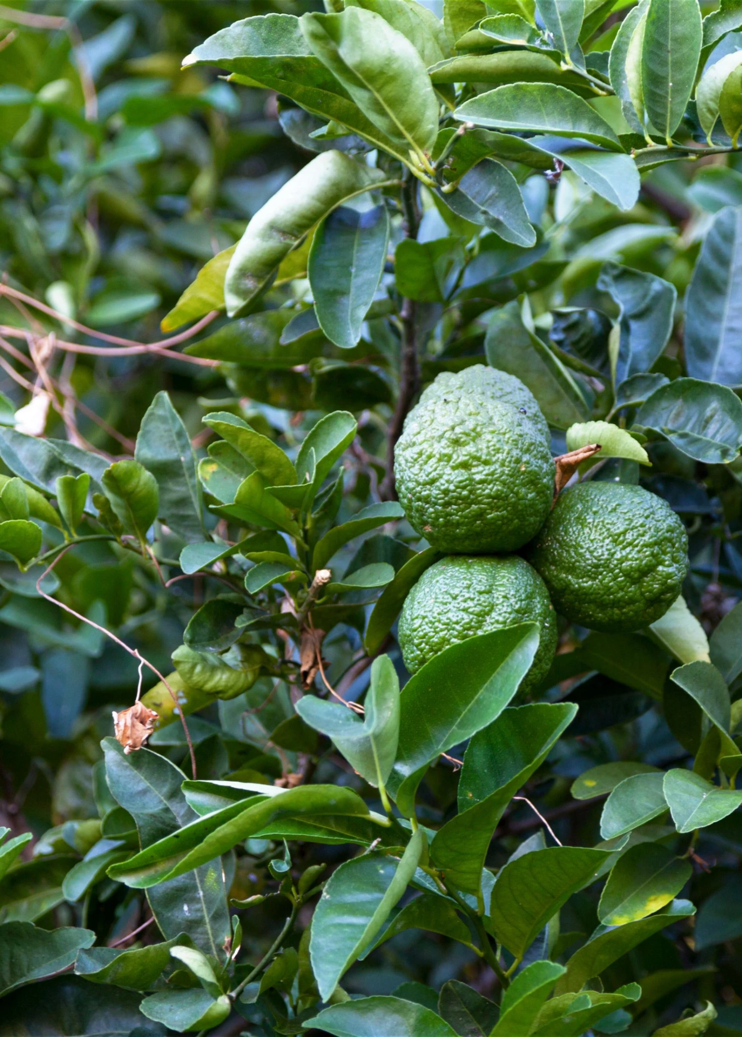 Kaffir, Makrut Lime (Citrus Hystrix) - Image 2