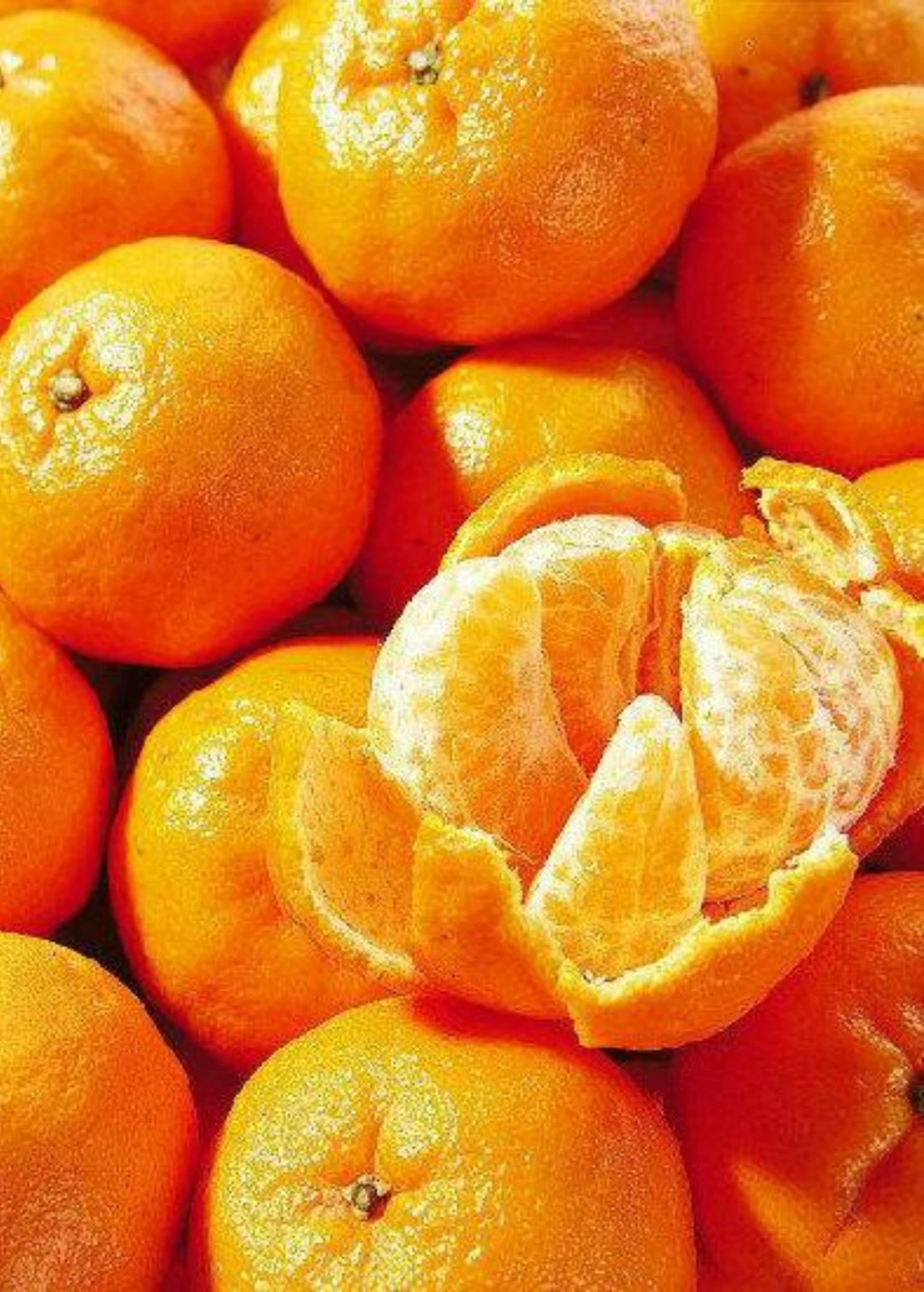 Ponkan Mandarin, Chinese Honey Orange (Citrus Poonensis)