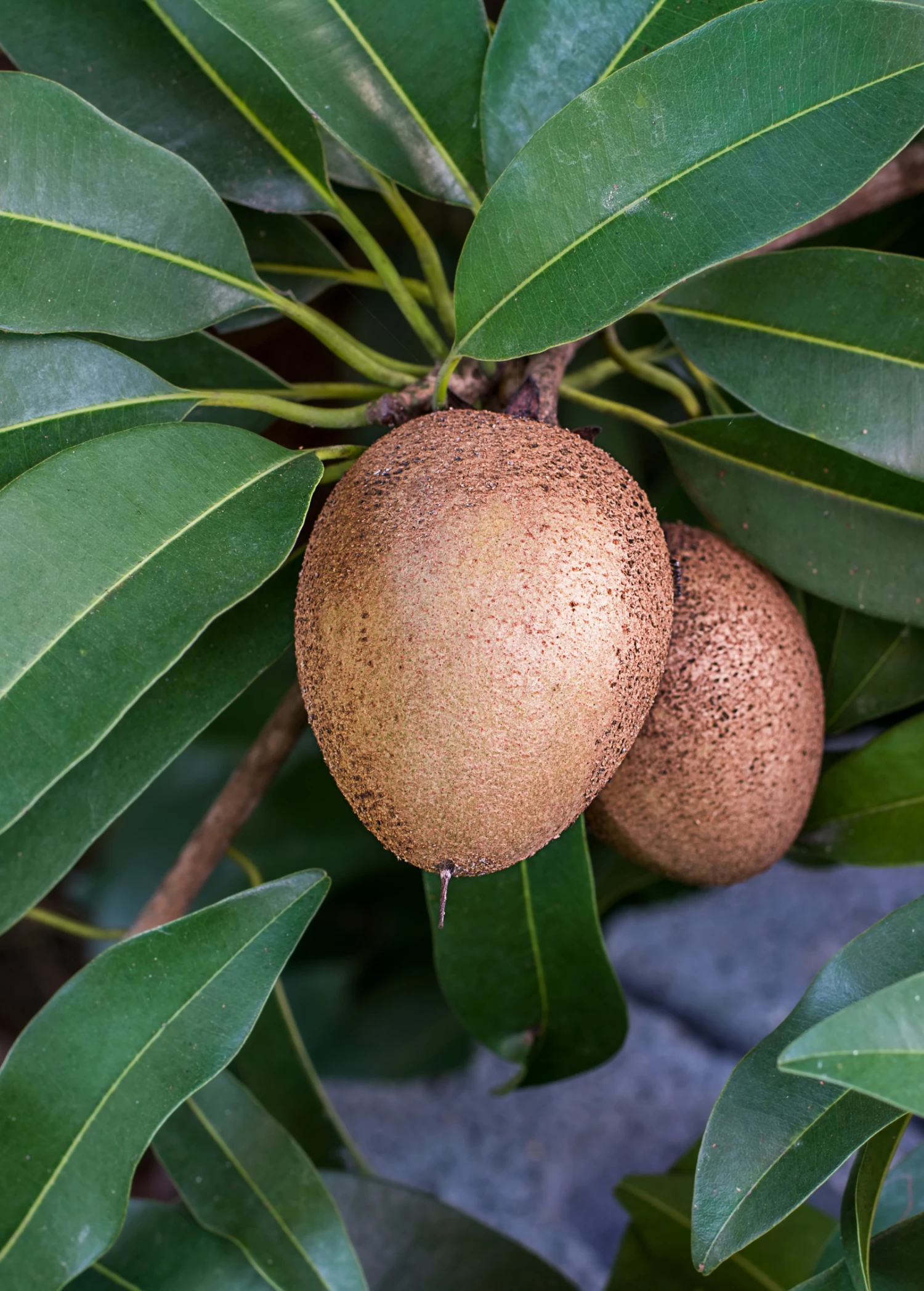 Sapodilla 'Silas Wood' (Manilkara Zapota)