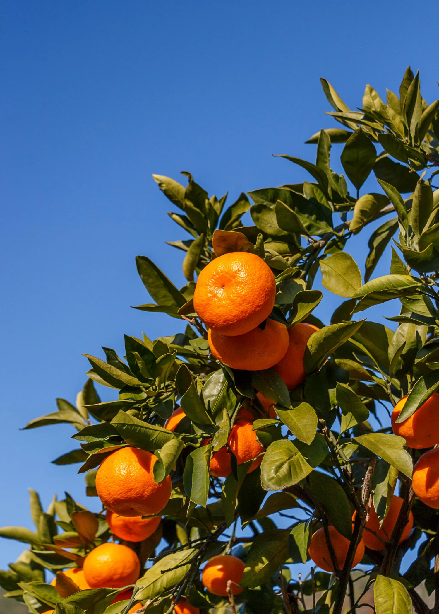 Satsuma Mandarin (Citrus Unshiu) - Image 4