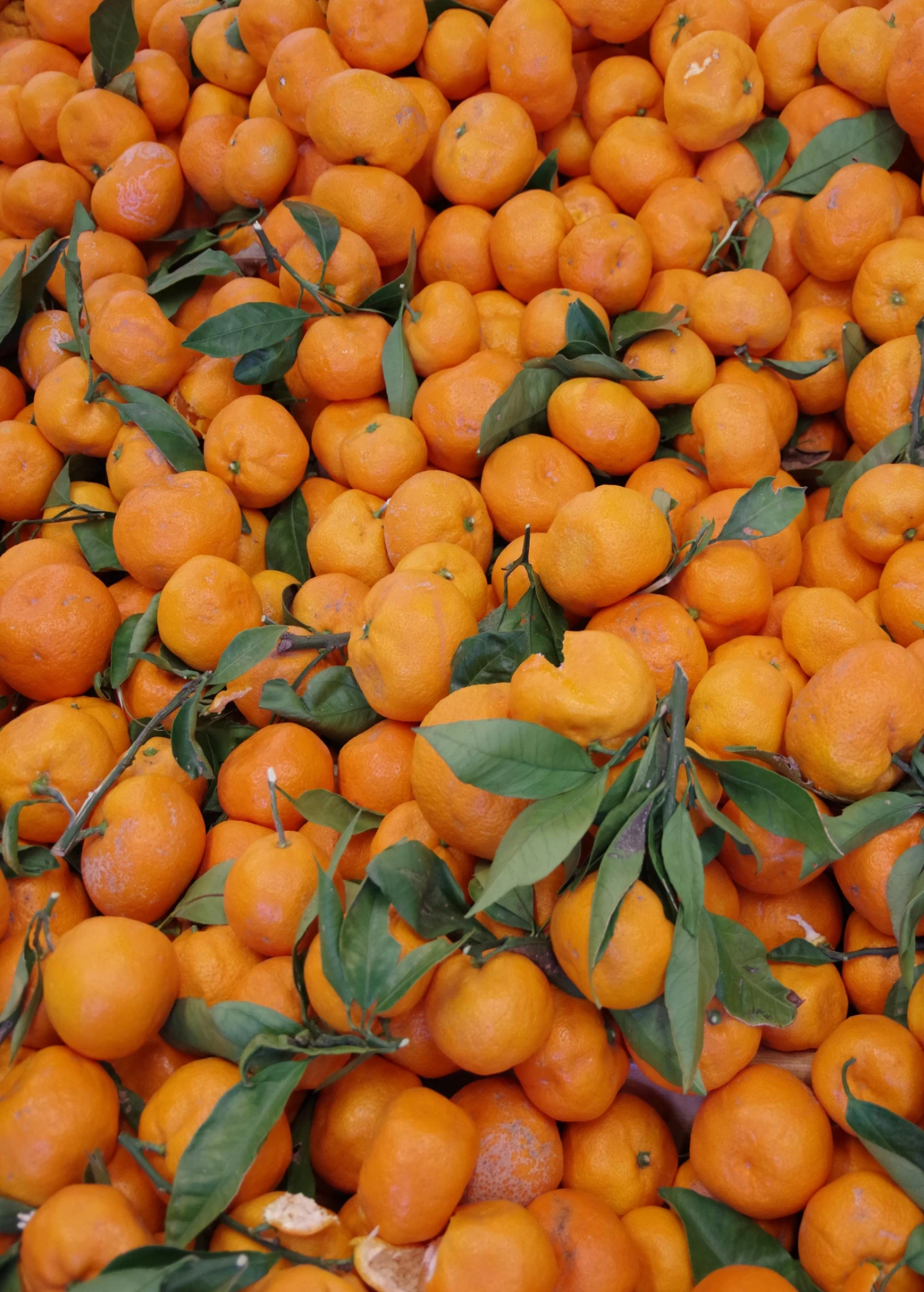 Satsuma Mandarin (Citrus Unshiu) - Image 3