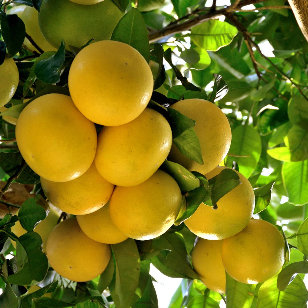 Star Ruby Grapefruit Tree - Image 2