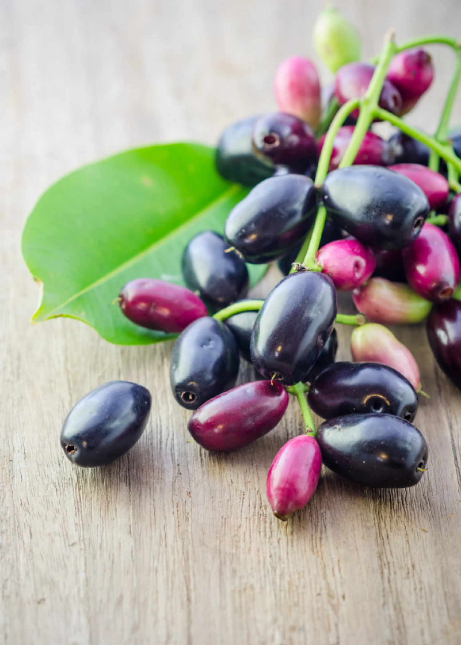 Jamun (Syzygium Cumini) - Image 2
