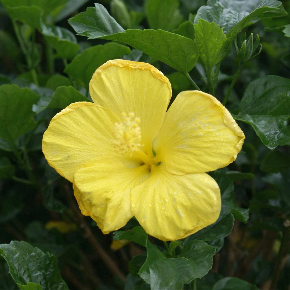 Yellow Tropical Hibiscus Tree - Image 3
