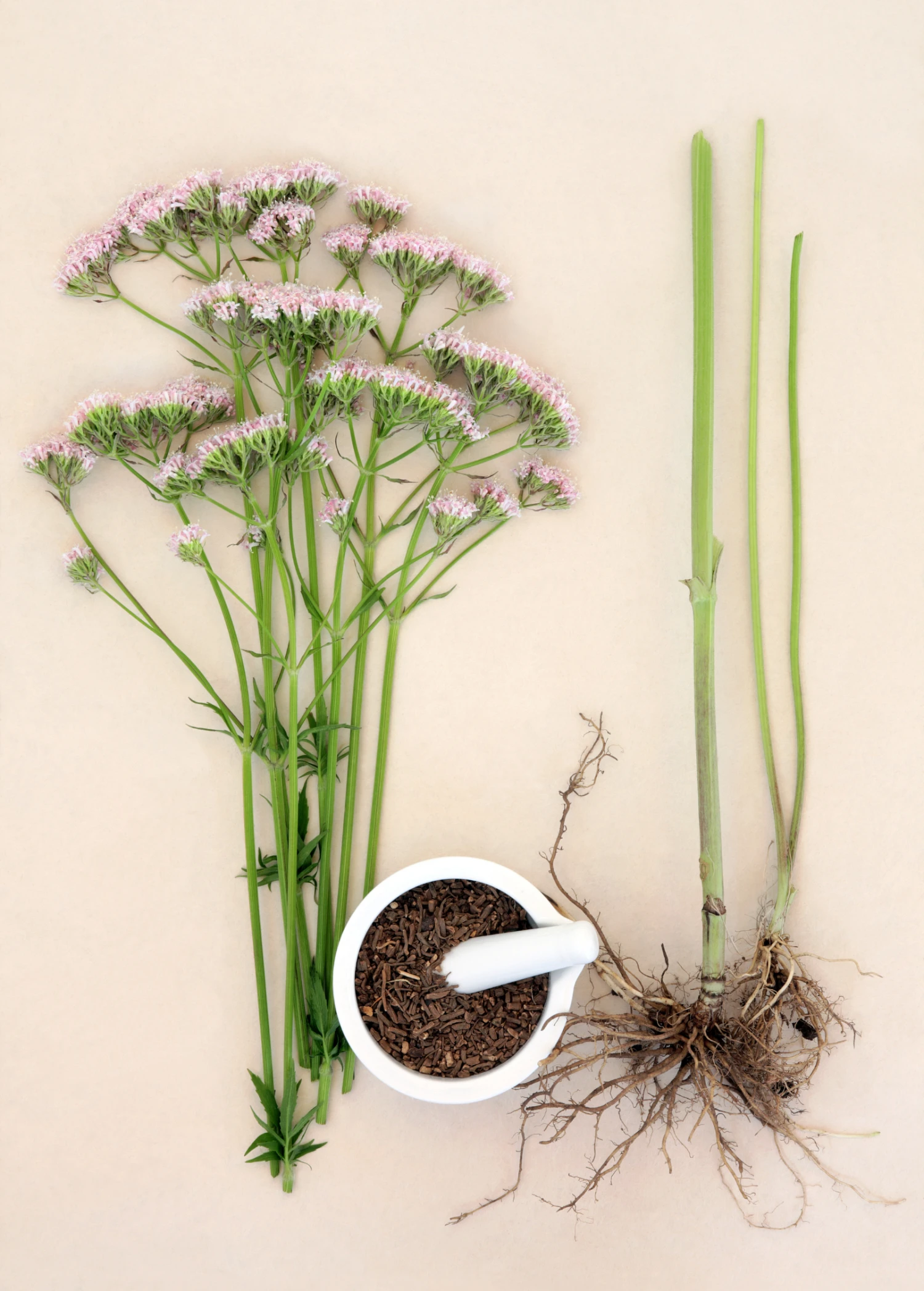 Valerian Root (Valeriana Officinalis) - Image 2