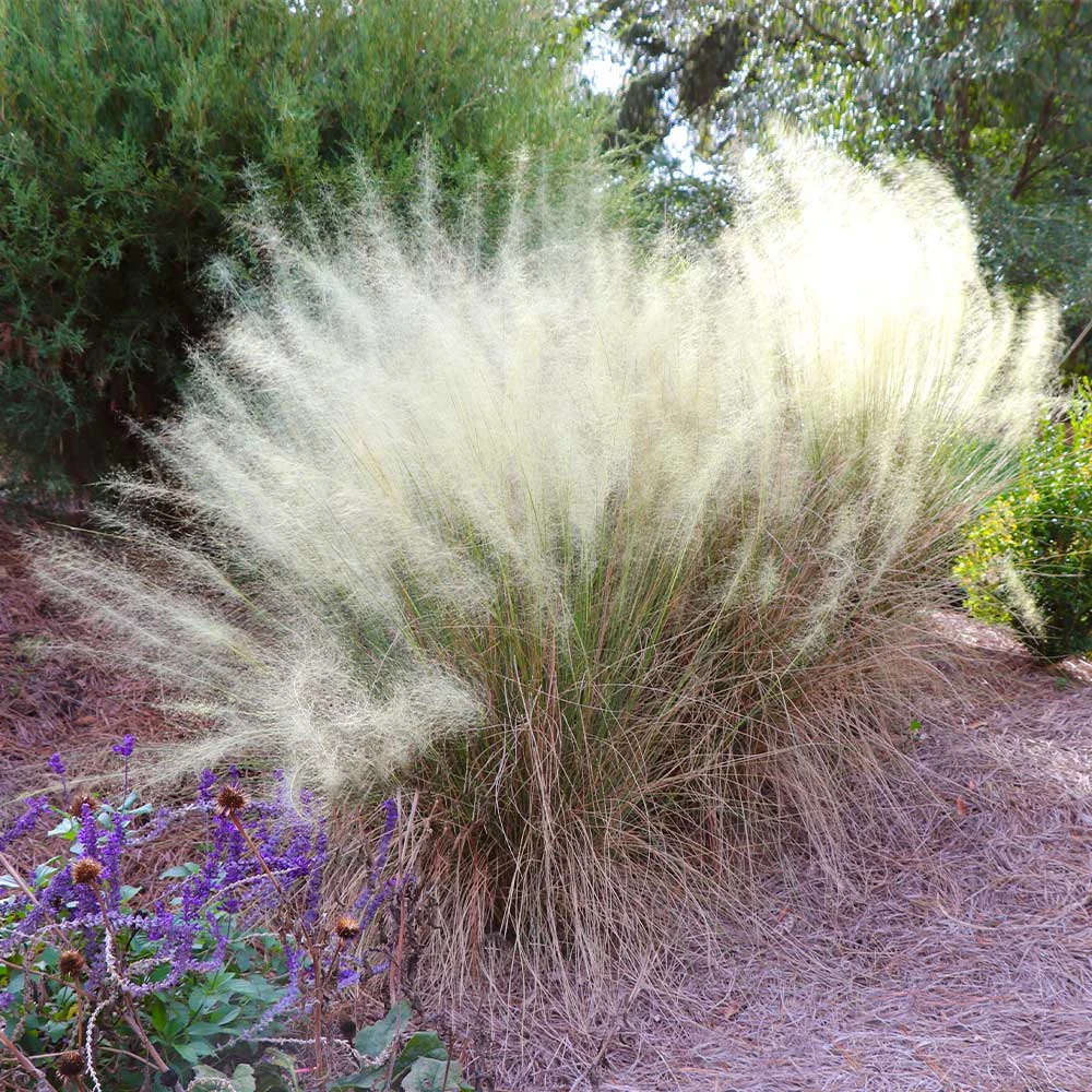 White Cloud Muhly Grass - Image 2