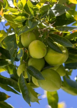 White Sapote Seedling (Casimiroa Edulis)