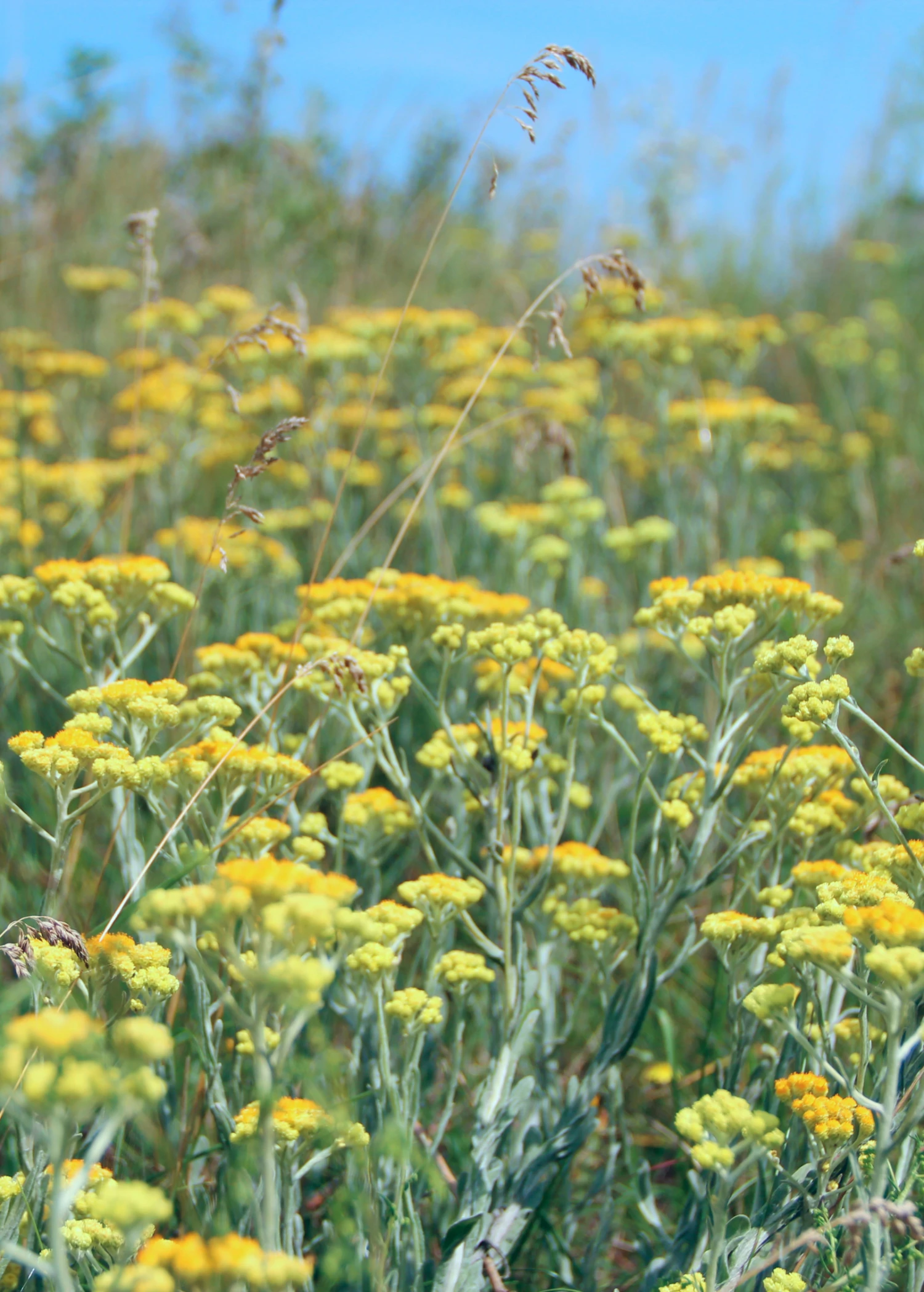 Wormwood (Artemisia Absinthium) - Image 2
