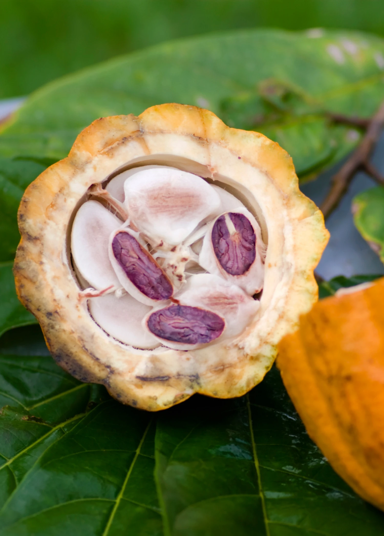 Cacao, Yellow (Theobroma Cacao) - Image 4