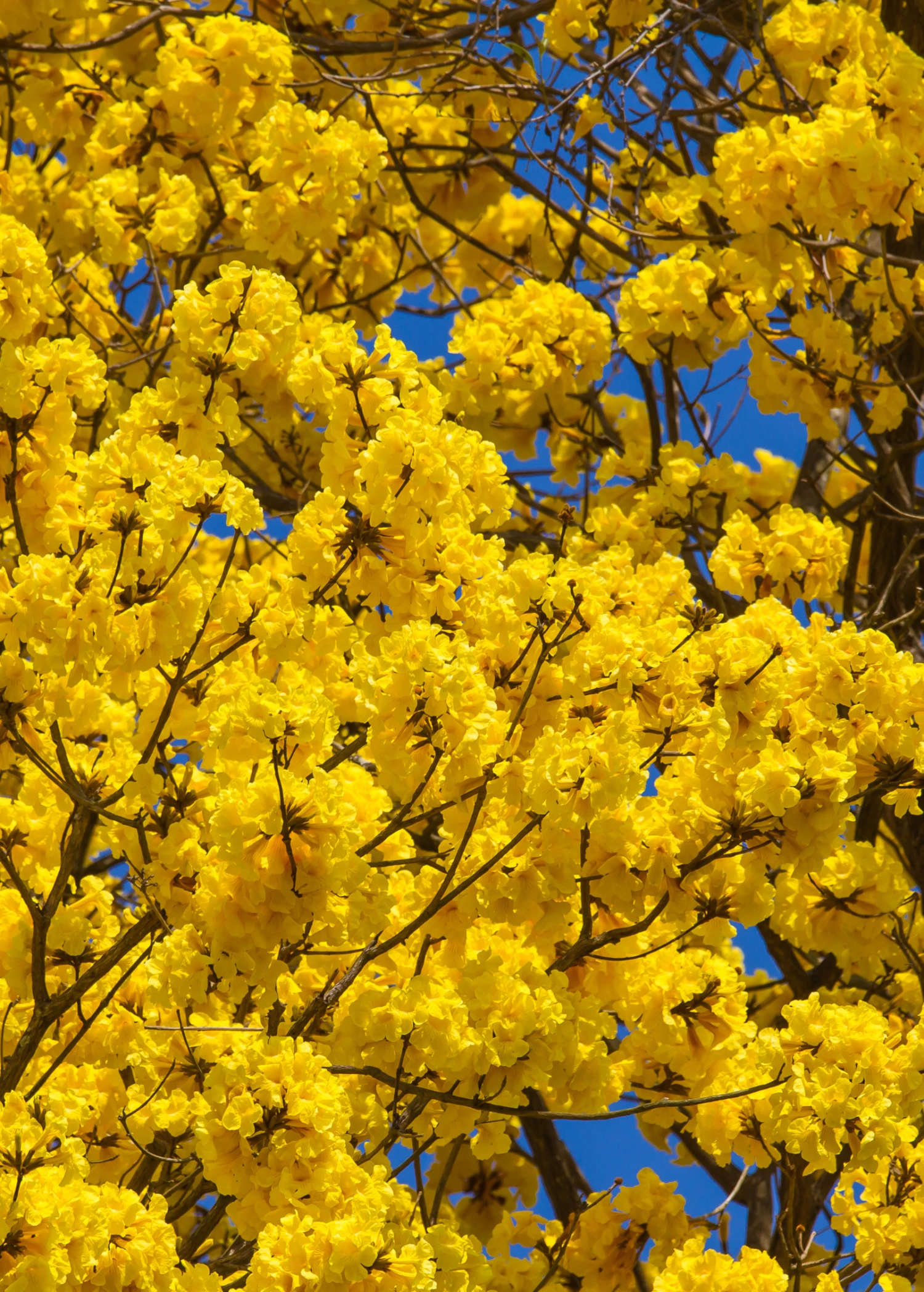Yellow Tabebuia (Tabebuia Spp.) - Image 2
