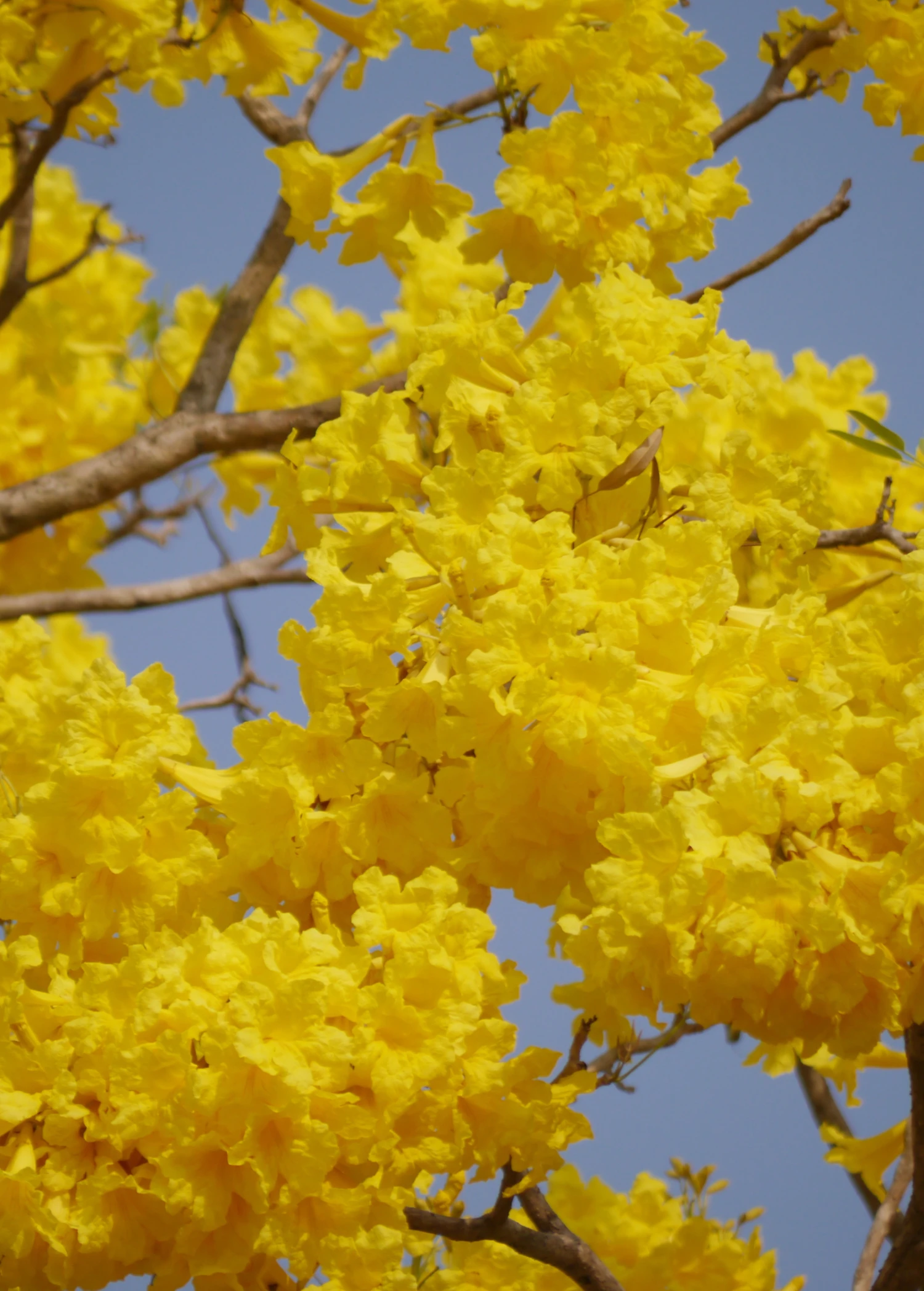 Yellow Tabebuia (Tabebuia Spp.) - Image 4
