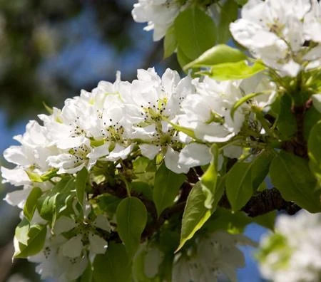 Yoinashi Asian Pear Tree - Image 3