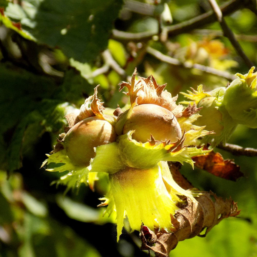 York Filbert Hazelnut - Image 3