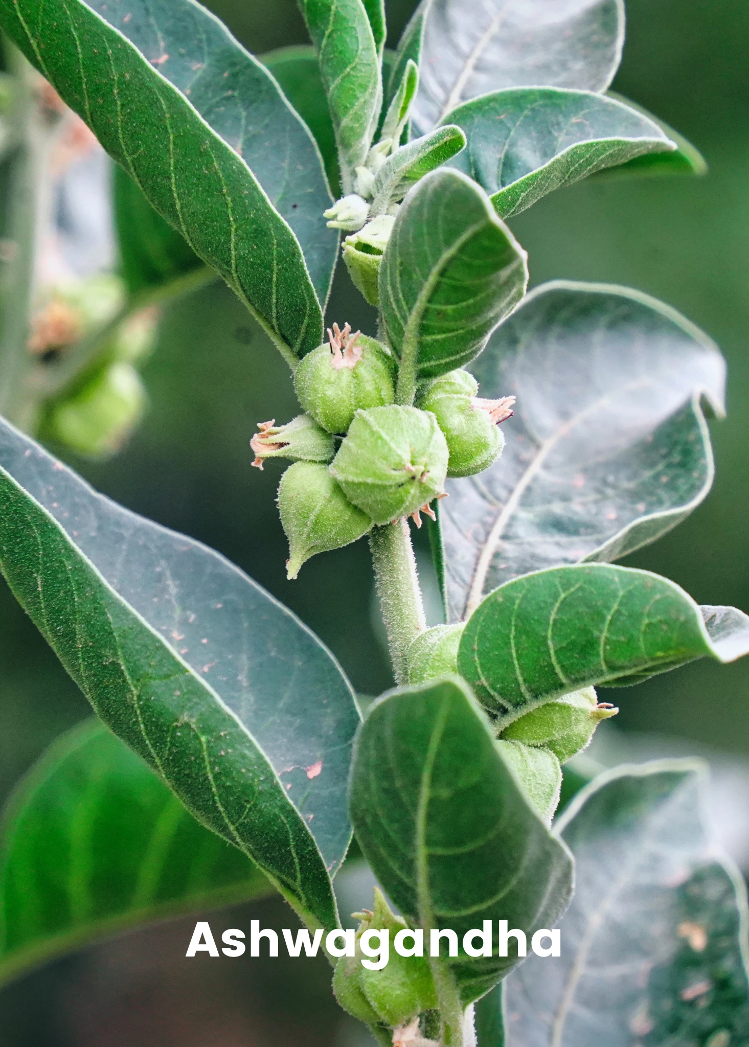 Adaptogen Herb Bundle: Gotu Kola, Skullcap, Ashwagandha, Tulsi - Image 4
