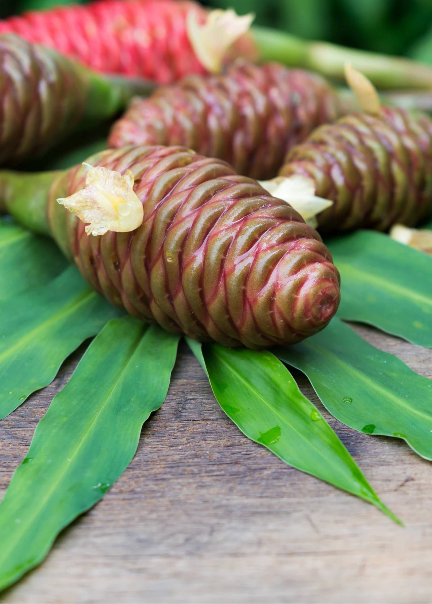 Awapuhi Shampoo Ginger (Zingiber Zerumbet) - Image 4