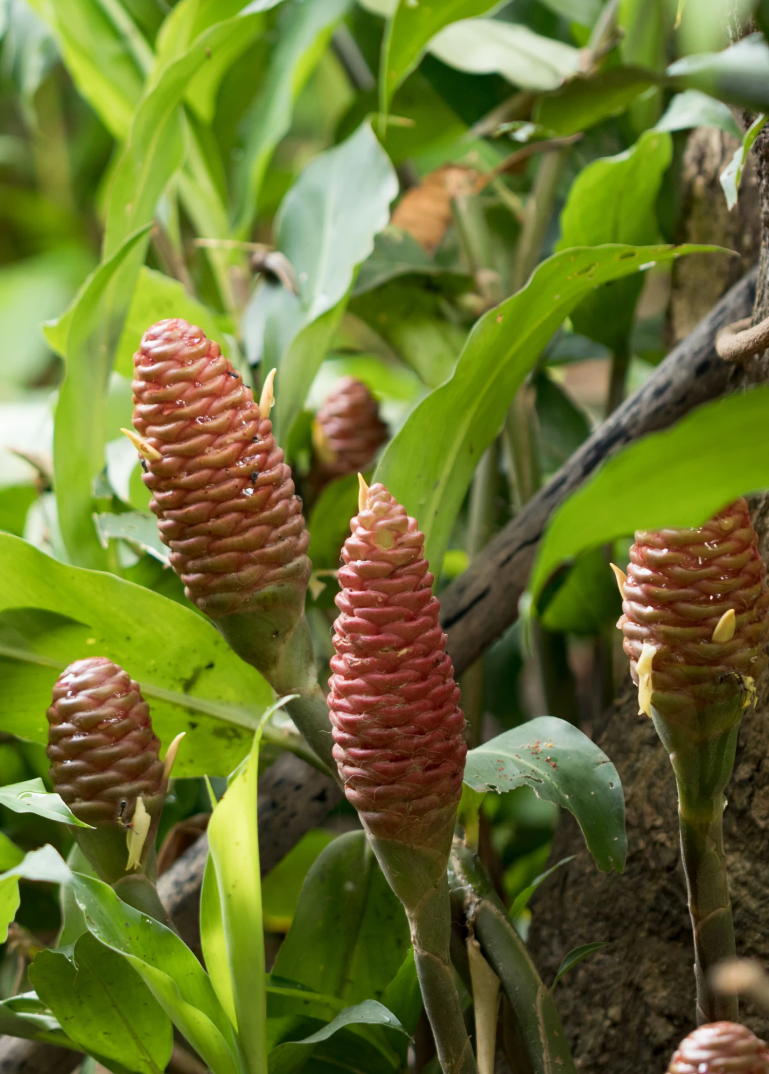 Awapuhi Shampoo Ginger (Zingiber Zerumbet) - Image 2
